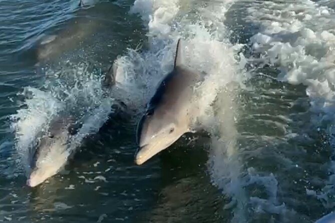 Dolphin Watching Boat Tour Around Anna Maria Island - Key Highlights of the Experience