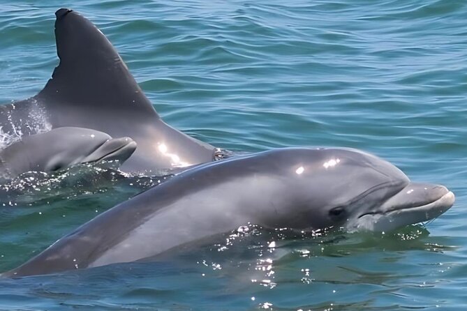 EARLY BIRD: Speed Boat & Dolphin Cruise in Ocean City, MD - Meeting and Pickup Details