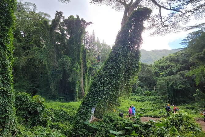 Electric Bike Ride & Manoa Falls Hike Tour - Location and Rating