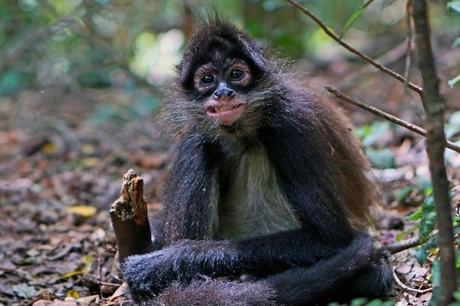 Elephant & Monkey Sanctuary Tour From Johannesburg - Pickup and Meeting Information