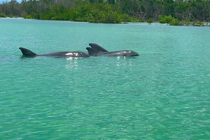 Elite Hobie Kayak Experience: Ultimate Premium Eco Adventure! - What to Expect on the 4-Hour Trip