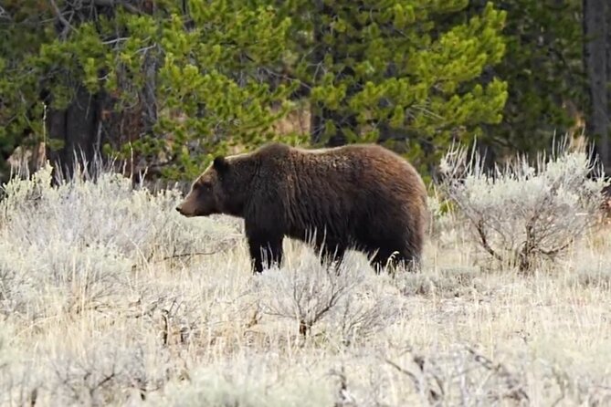 Epic Yellowstone Private Tour - Inclusions and Amenities