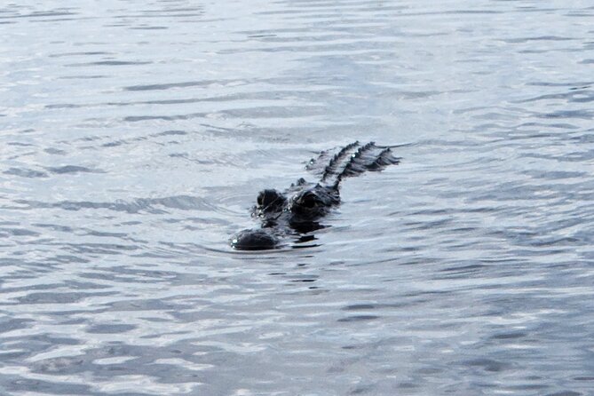 Everglades Airboat Ride and Bus Transfer From Miami Beach - Highlights of the Airboat Ride