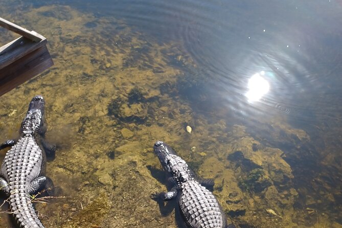 Everglades Eco Airboat Tour With Private Luxury Transportation - Pickup Information and Locations