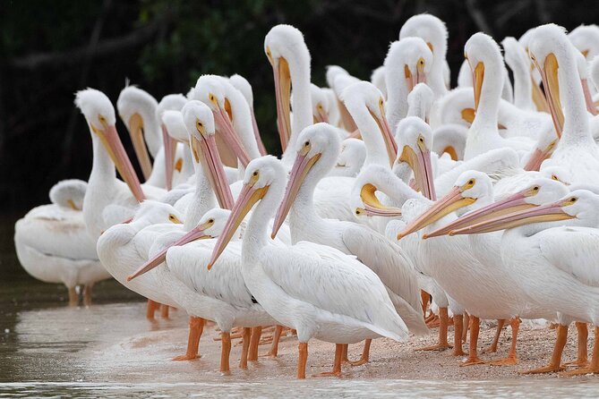 Everglades National Park Dolphin, Birding and Wildlife Boat Tour (2 Hours) - Wildlife Experiences