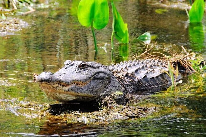 Everglades Tour in Miami - Whats Included in the Tour