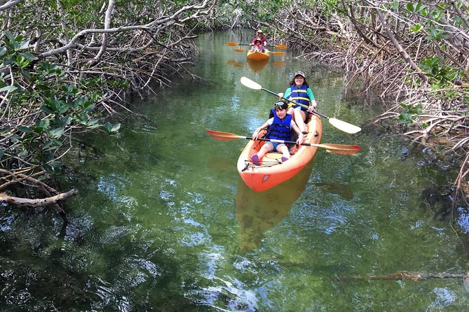 Explore Mangrove Creeks With an All Day Sup/Single Kayak Rental - Experience Highlights