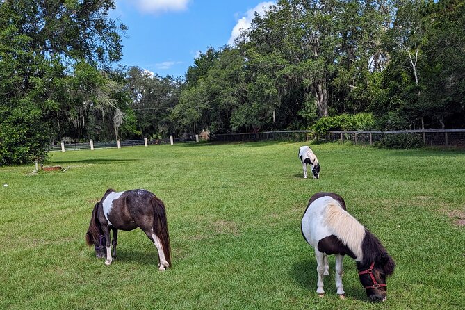 Farm Experience With Ponies, Bunnies, Chickens and Goats - Guest Reviews and Feedback