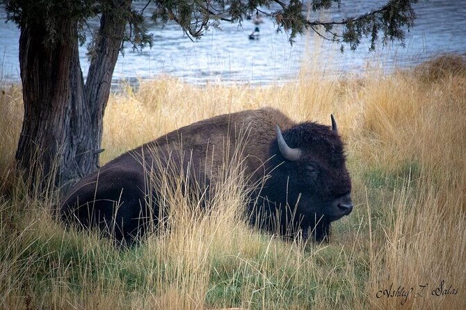 Flathead Lake & Bison Range Scenic Driving Tour - Highlights of Flathead Lake