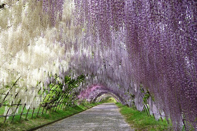 French Dining at Matsumoto Residence and Kawachi Wisteria YokaBus - Reservation and Confirmation Details