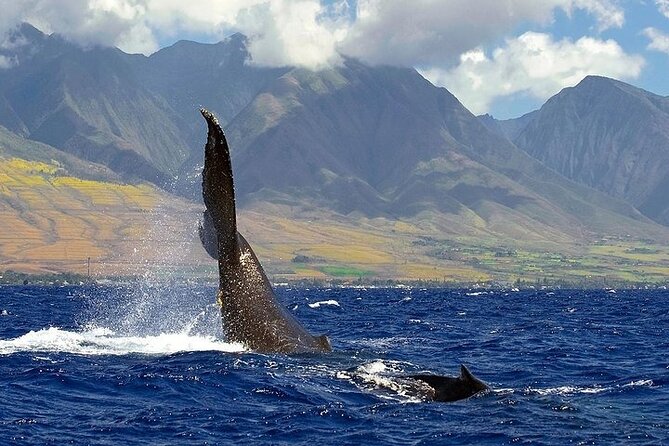 From Maalaea Harbor: Sunset Whale Watch Tour Aboard the Malolo - Whale Watching Experience
