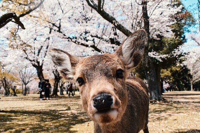 From Osaka, Nara Private Customizable Day Tour - Pickup Details
