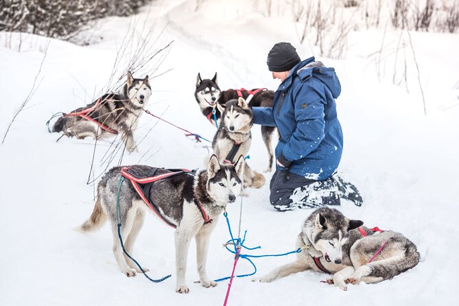 Full Day Drive Your Own Dog Team Dog Sledding Tour - Meeting Information