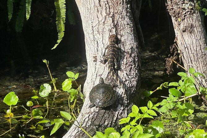 Gator Viewing Clear Kayak Springs Tour - Inclusions and Requirements