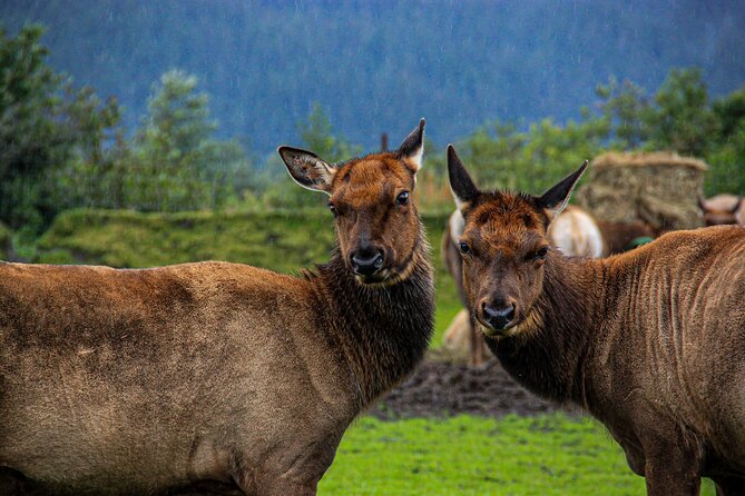 Glacier View & Wildlife Anchorage Adventure Tour - Tour Experience