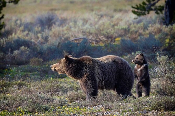 Grand Teton: Private Sunset Tour - Tour Details and Pricing