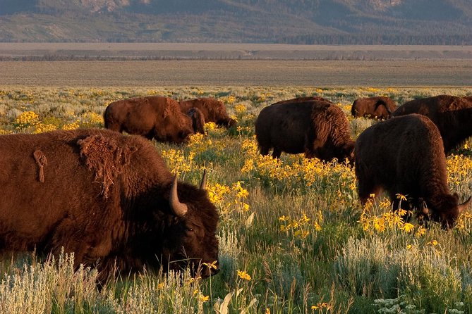 Grand Teton Wildlife Safari Tour - Included Amenities