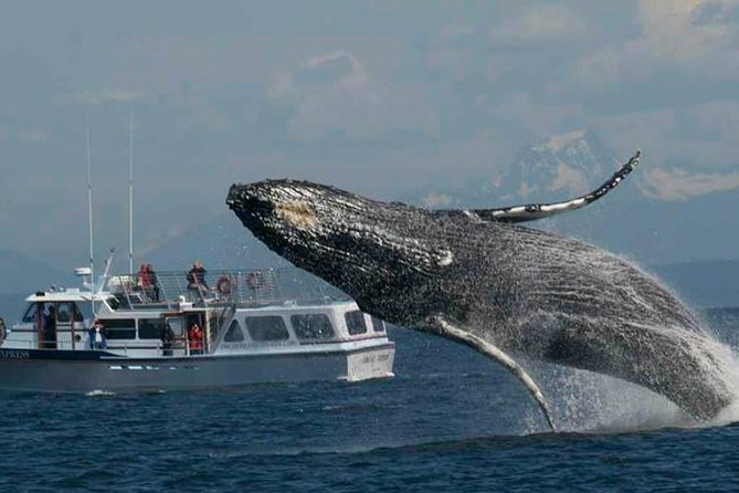 Guaranteed Whale Watching Tour - Meeting and Pickup