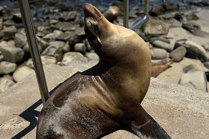 Guided Historic La Jolla Village Walking Tour - Meeting Point and Pickup Information