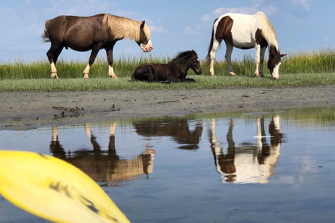 Guided Kayak Tour to See Ponies, Birds, Dolphins and More - Meeting Point and Time
