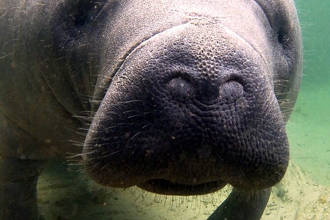 Guided Kayaking Manatee Tour Near Orlando - Tour Details and Pricing
