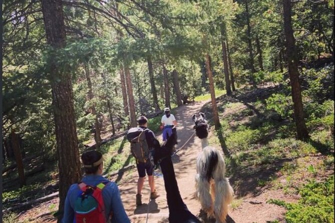 Guided Llama Hike in the Rocky Mountains - Private Tour Details