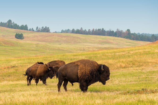Guided Yellowstone Wildlife Tour - Inclusions and What to Expect