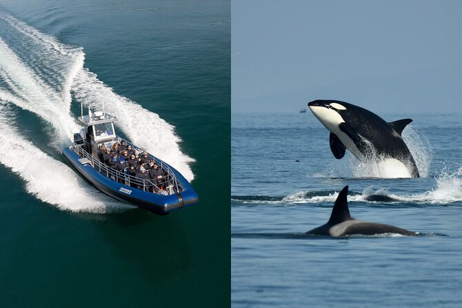 Half-Day Anacortes Whale and Wildlife Watching Guided Adventure - Meeting and Pickup Information