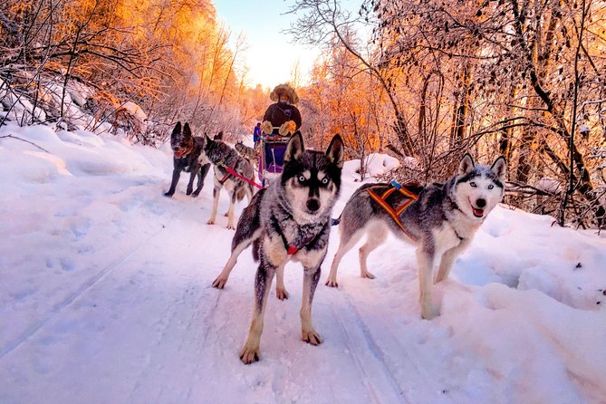 Half Day Drive Your Own Dog Team Dog Sledding Tour - Inclusions