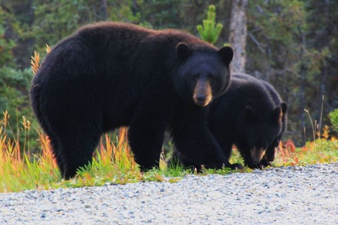 Half Day Yukon Suspension Bridge & Summit Tour - Meeting and Pickup Information