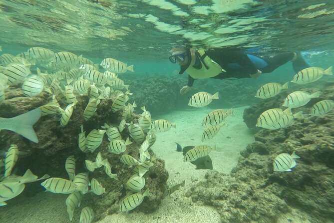 Hanauma Bay Guided Snorkeling Tour With Transportation - Inclusions and Fees