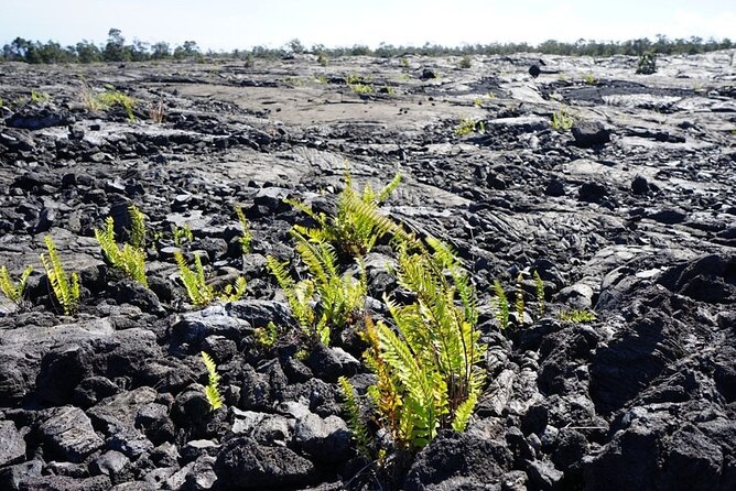 Hawaii Hilo Volcano Day Tour From Oahu Island and Pick-Up - Tour Inclusions and Amenities