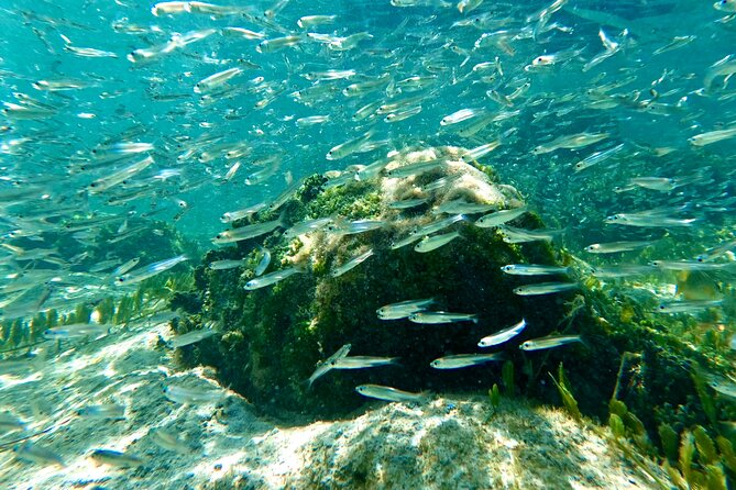Hilo Sea Turtle Snorkel Adventure - Health and Safety Information
