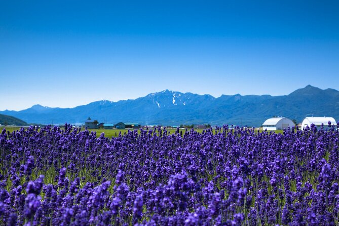 Hokkaido Day Trip From Sapporo Biei, Aoike, Furano Sea of Flowers - Starting Point and End Time