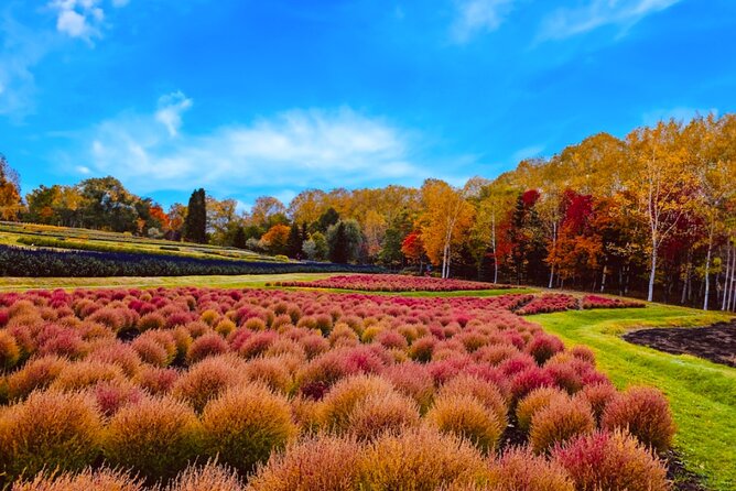 Hokkaido Jozankei Hoheikyo Dam Autumn Leaves Day Trip - Itinerary and Activities