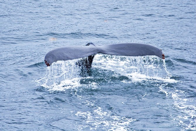 Icy Strait Shore Excursion: Whale Watching Adventure Tour - Wildlife Encounters in Hoonah