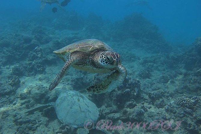 Incredibly Fun 2-Tank Coral Reef South Shore Boat Dive in Oahu From Waikiki - Instructor Expertise and Marine Life Encounters