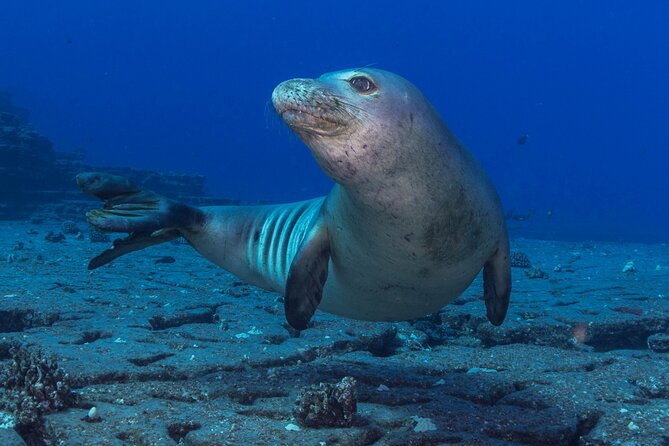 Kauais Exclusive Morning Scuba Charter for Experienced Divers - Inclusions and Amenities