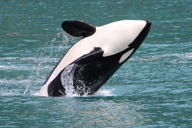 Kenai Fjords Orca Quest Cruise - Unique Selling Points of the Cruise