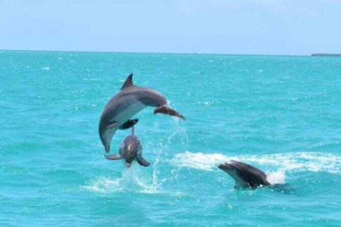 Key Wests Favorite Afternoon Dolphin Sail - Inclusions