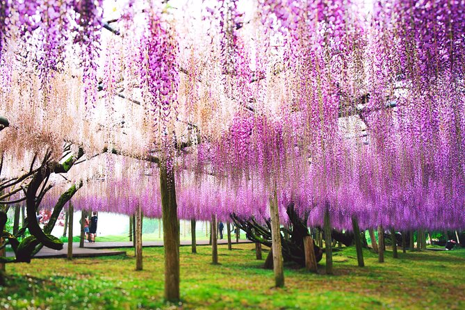 Kitakyushu Kawachi Wisterias Blossom Garden Day Bus Tour - Tour Exclusions