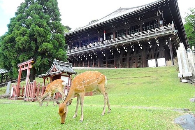 Kyoto Arashiyama Fushimi Inari Taisha Shrine and Nara Park Tour - Inclusions