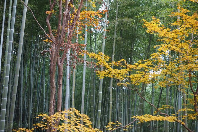 Kyoto Tour in Spanish: Fushimi Inari Bamboo Forest and Kinkakuji - Inclusions and Exclusions