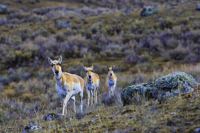 Lamar River Valley Day Hike Tour - Wildlife Viewing Opportunities