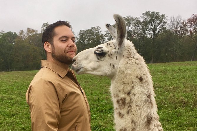 Llama/Alpaca Hike and Farm Tour - Meeting the Furry Residents: Llamas, Alpacas, and More