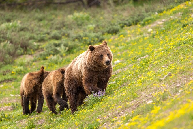Luxury Private Half-Day Grand Teton National Park Tour - Inclusions and Tour Logistics