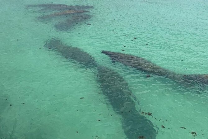 Manatee Discovery Anna Maria Island - Kayaking Adventure Through the Mangroves