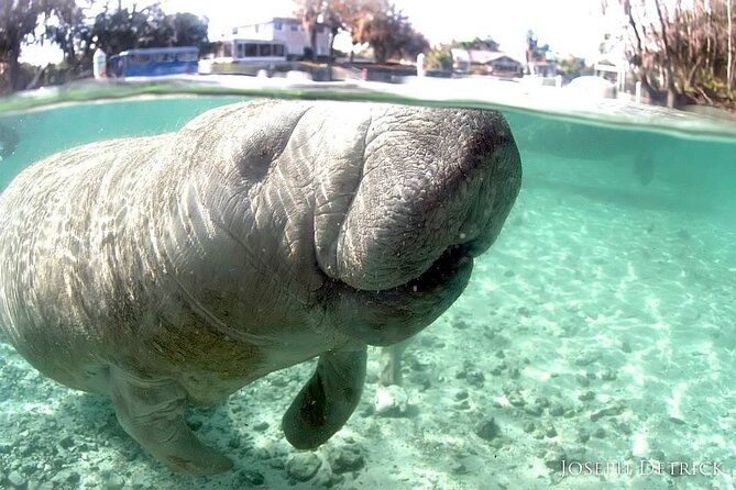 Manatee Snorkel Tour - Small Group - Inclusions and Equipment