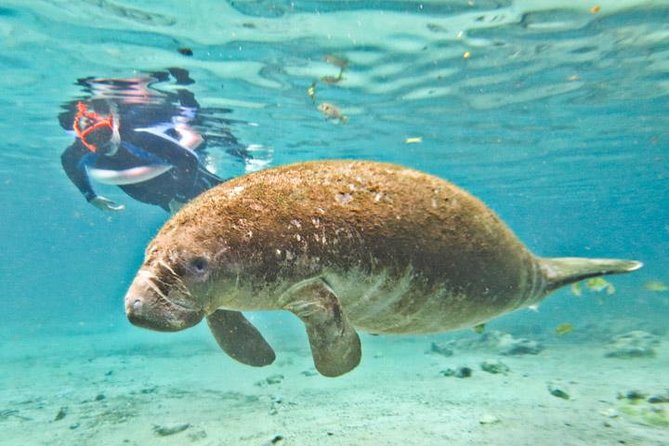 Manatee Swim and Wildlife Park With Upgrade Options From Orlando - Homosassa Springs Wildlife State Park Experience