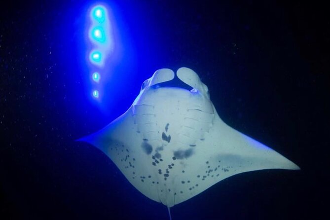 Manta Ray Night Snorkel - GUARANTEED Sightings - Kona, Hawaii - Inclusions and Meeting Information